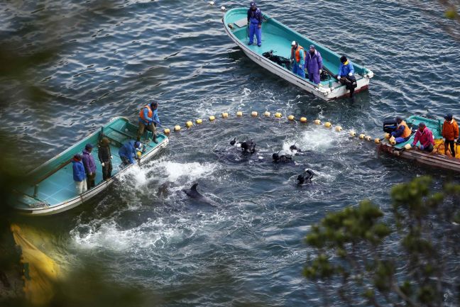 Σφαγή δελφινιών στην Ιαπωνία