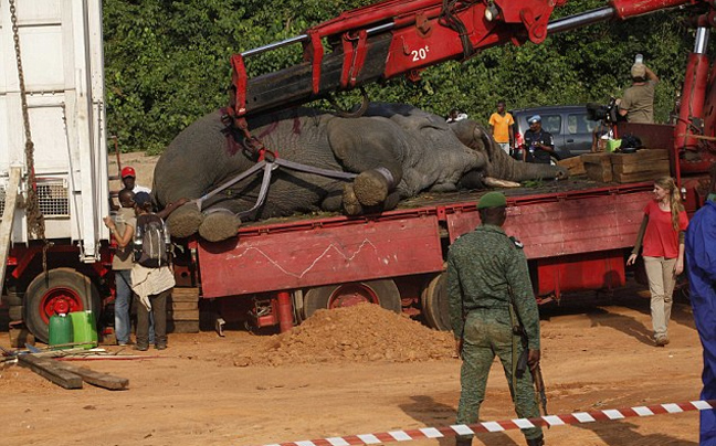 Γιγάντια επιχείρηση για τη διάσωση ελεφάντων