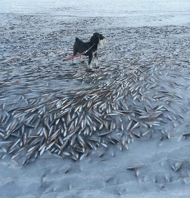 Χιλιάδες ψάρια πάγωσαν στο νερό στη Νορβηγία