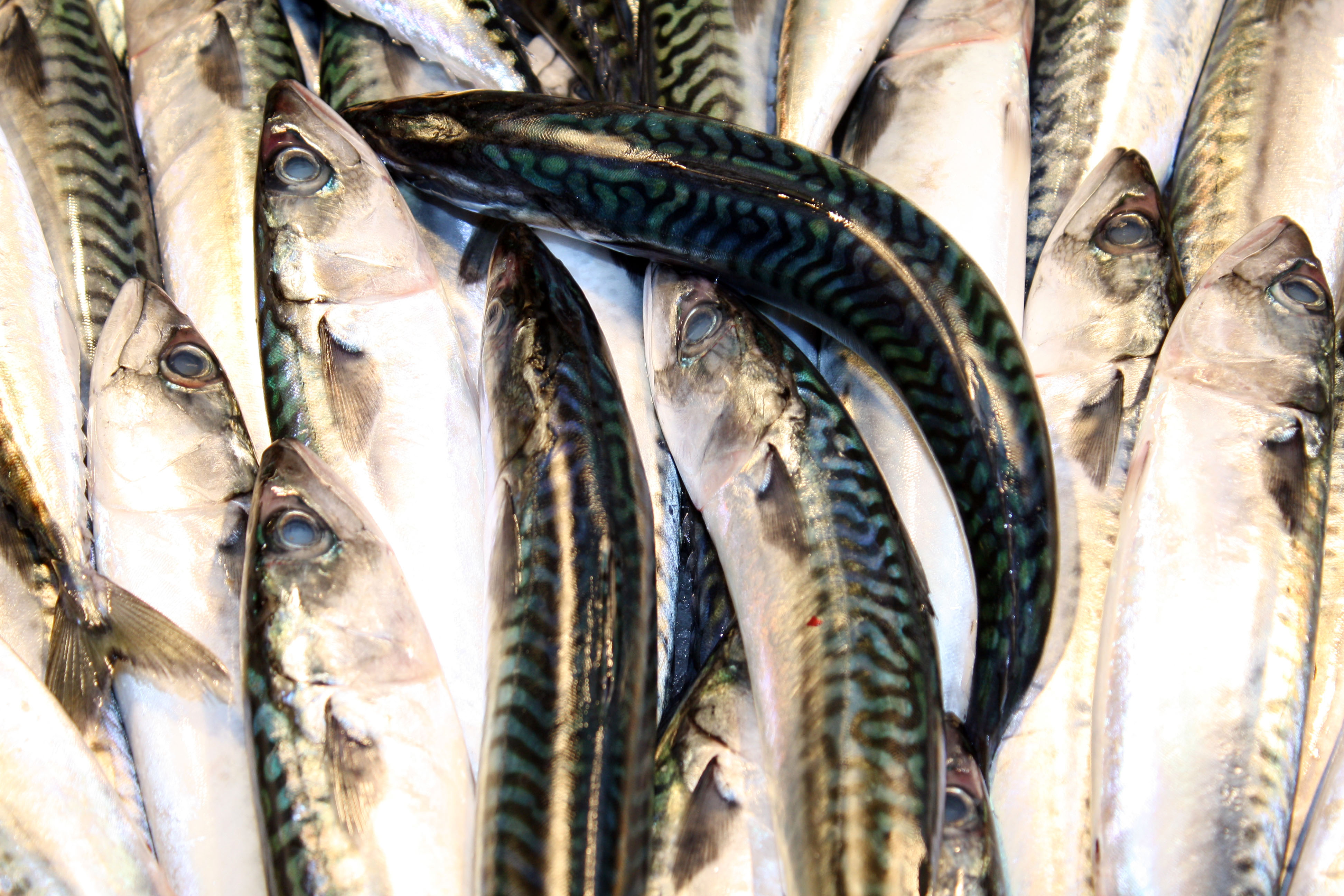 Κατάσχεση αλιευμάτων στην ιχθυόσκαλα Κερατσινίου