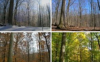 Ένα δάσος στις τέσσερις εποχές του χρόνου