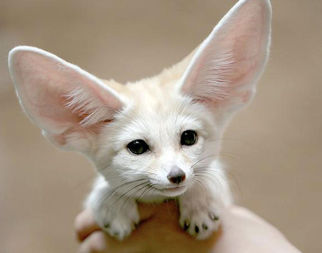 Οι αλεπούδες με τα τεράστια αυτιά
