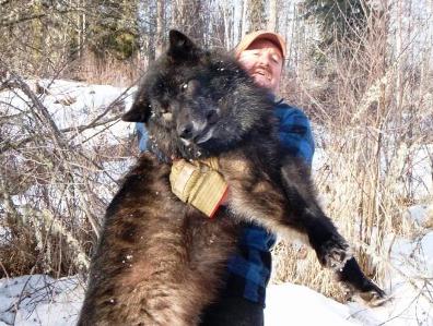 Kυνηγός σκότωσε λύκους για να αυξήσει τα ελάφια για τους συναδέλφους του
