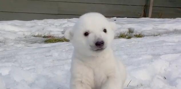 Βγήκε στο χιόνι το τριών μηνών πολικό αρκουδάκι
