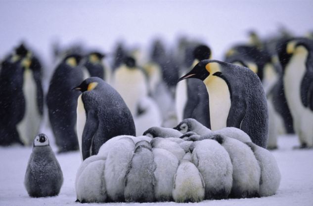 Εικόνες επιβίωσης από την Ανταρκτική