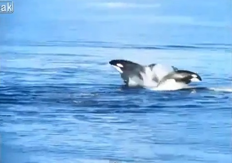 Φάλαινες όρκα κυνηγούν μια ομάδα δελφινιών
