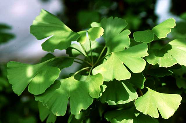 Το ευεργετικό βότανο Gingko biloba