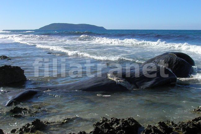 Φάλαινα 10 μέτρων ξέβρασε η θάλασσα στα Φιλιατρά!