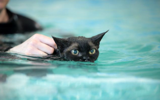 Η γάτα&#8230; κολυμβήτρια