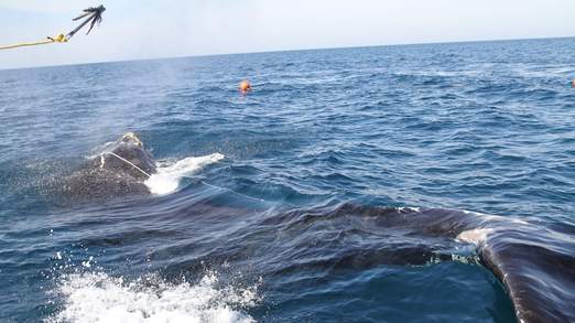 Μάχη για φάλαινα που μπλέχτηκε σε δίχτυα