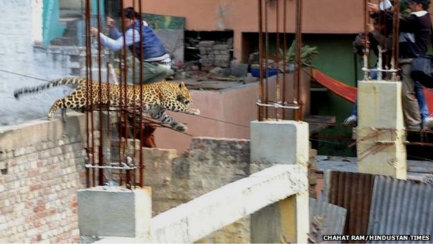 Λεοπάρδαλη κυκλοφορεί ελεύθερη στην πόλη Meerut της Ινδίας