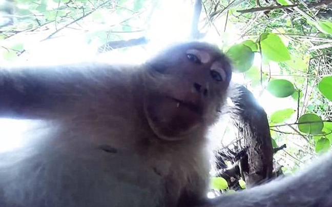 Η περίεργη μαϊμού σε απροσδόκητα&#8230; selfies