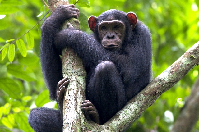 Βίντεο ντοκουμέντο: Η στιγμή που το σκάει ο χιμπατζής από το Αττικό Πάρκο