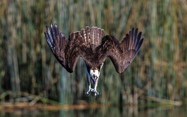 Ο φτερωτός θηρευτής