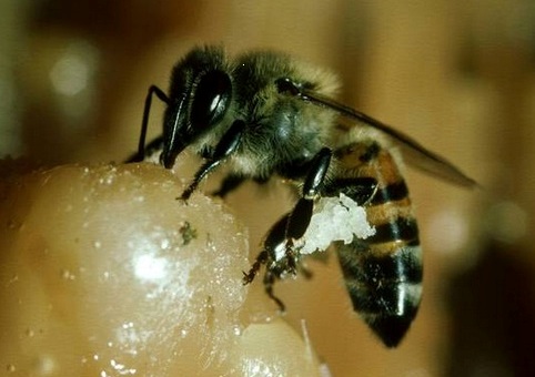 Ηλικιωμένη δέχτηκε επίθεση από μέλισσες δολοφόνους
