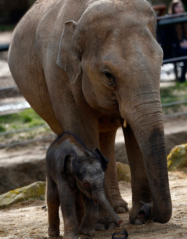 Νεογέννητος ελέφαντας σε ζωολογικό κήπο της Βρετανίας
