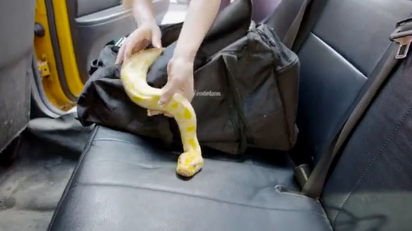 Φίδι στο ταξί