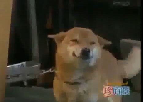 Ο χαμογελαστός σκύλος