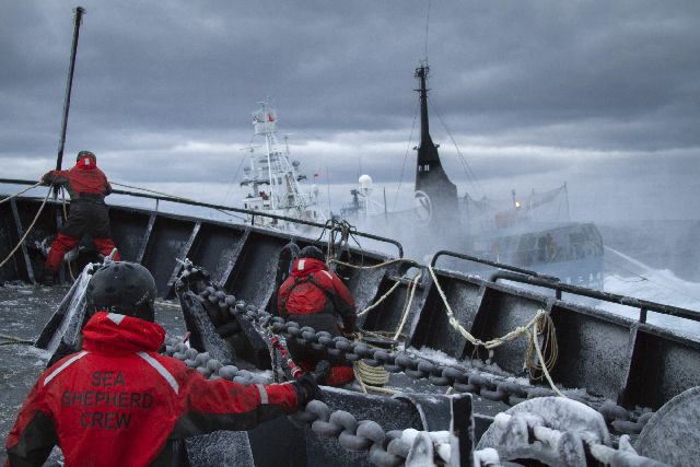 «Ασπίδα» της οργάνωσης Sea Shepherd για τις φάλαινες