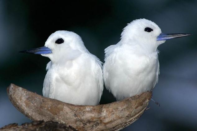 Ακόμα και τα πτηνά απατούν και παίρνουν «διαζύγιο»