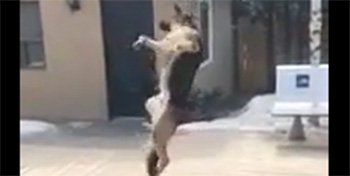 Όταν ο γερμανικός ποιμενικός χάνει το μπαλάκι…