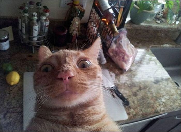 Αν οι γάτες τραβούσαν «selfies»