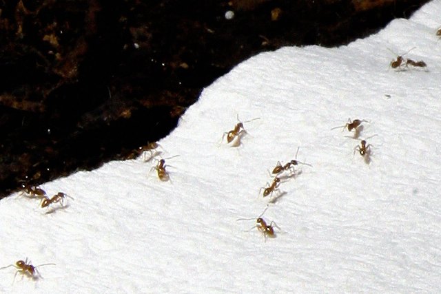 Τα «τρελά μυρμήγκια» που απειλούν το Χιούστον