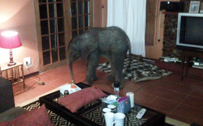 Βρήκε ένα&#8230; ελεφαντάκι στο σαλόνι της!
