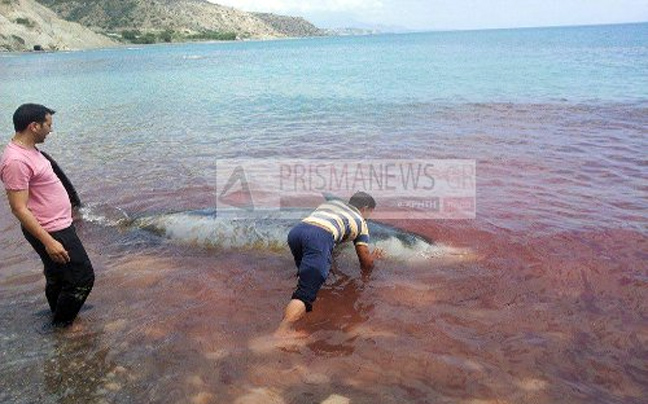 Τραγωδία με δελφίνια στις ακτές της νότιας Κρήτης
