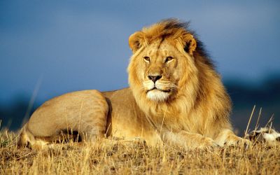 Νεκρό λιοντάρι σε καταψύκτη εστιατορίου
