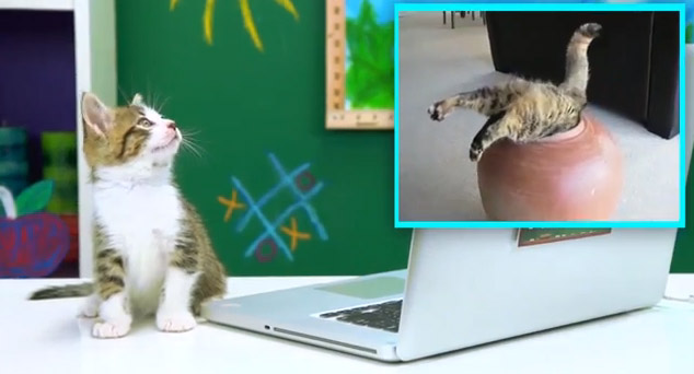 Πώς αντιδρούν οι γάτες στα viral βίντεο
