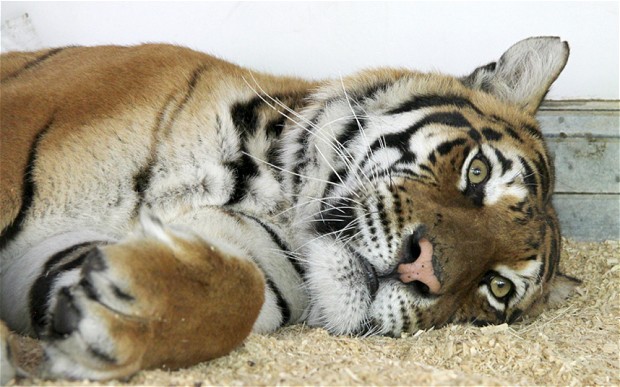 Στη Βρετανία τίγρεις που διασώθηκαν από γερμανικό τσίρκο