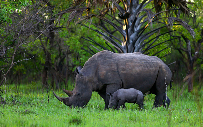 Νεογέννητος ρινόκερος στην Ουγκάντα