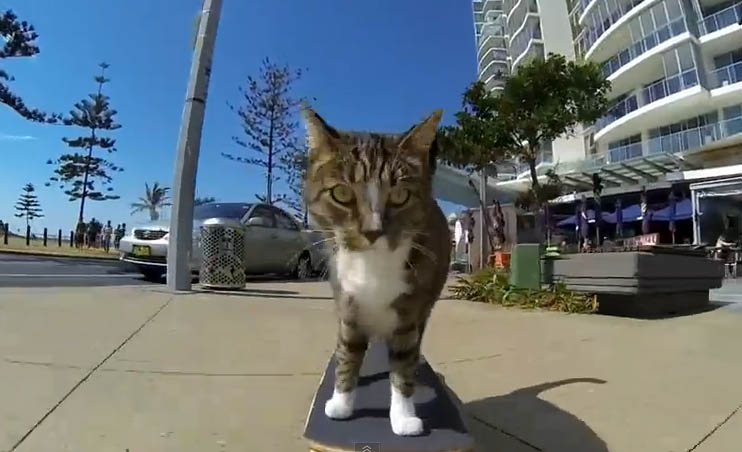 Αυτή η γάτα κάνει καλύτερο skateboard από σένα