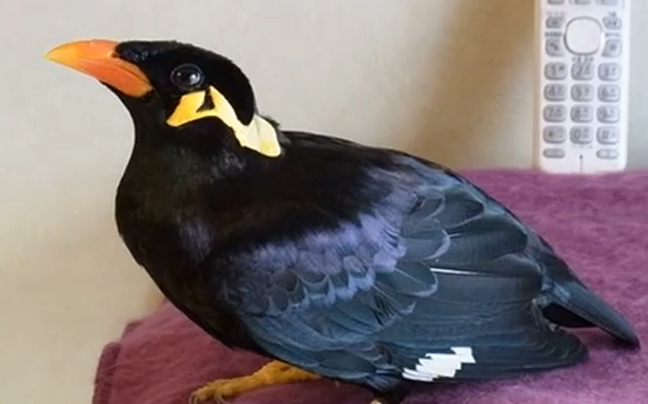 Συζητώντας στα ιαπωνικά με μια&#8230; μάινα