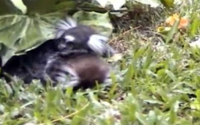 Αρσενικός σκιουροπίθηκος αγκαλιάζει θηλυκό που πεθαίνει