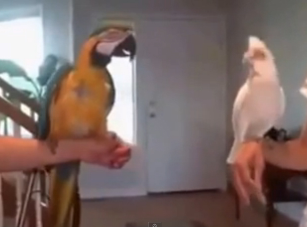 Χορογραφία παπαγάλων