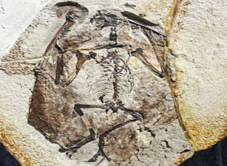 Ανακαλύφθηκε ο αρχαιότερος πτερόσαυρος