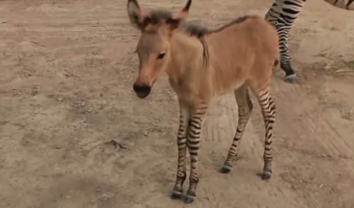 Νεογέννητο «zonkey» στο Μεξικό