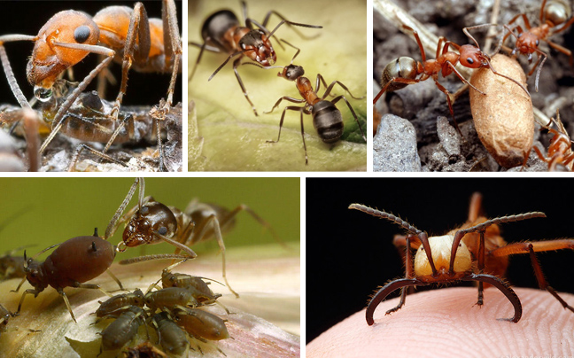 Ο θαυμαστός κόσμος των μυρμηγκιών