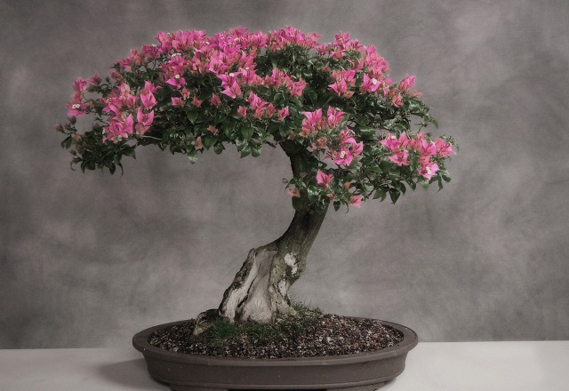 Η ιστορία και η προέλευση του Bonsai