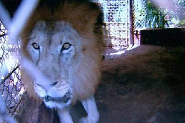 Έκλεψαν λιοντάρι από καταφύγιο ζώων στη Βραζιλία