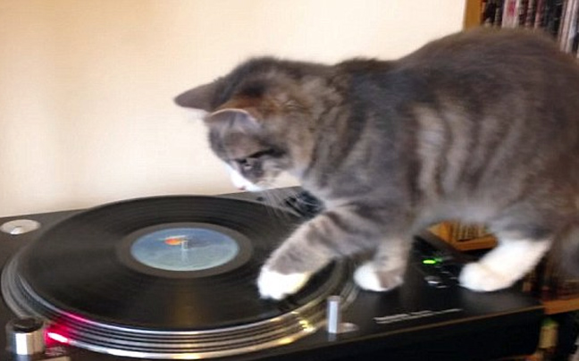 Γάτα… DJ