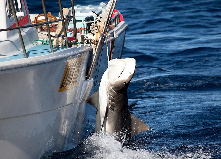 Περισσότερους από 50 καρχαρίες θανάτωσε η Αυστραλία