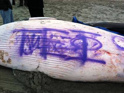 Ανεγκέφαλοι έβαψαν το σώμα νεκρής φάλαινας
