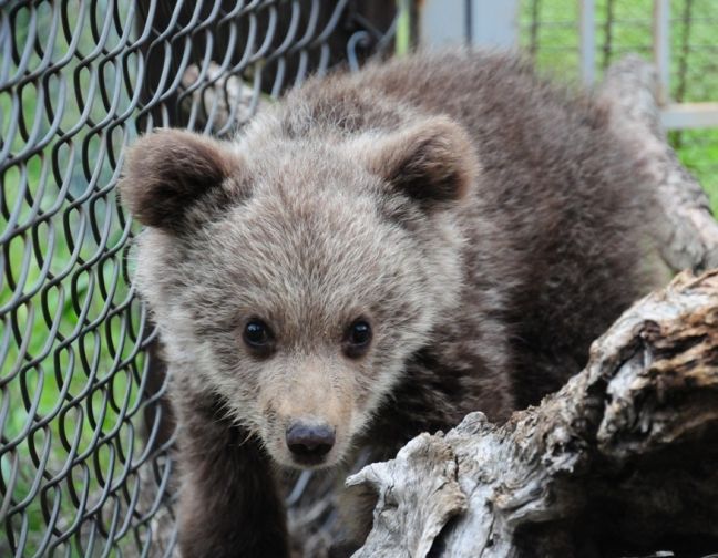 Κερδίζει τη μάχη με τη ζωή το αρκουδάκι του Αρκτούρου
