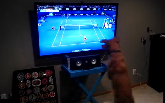 Ο σκύλος που λατρεύει το τένις