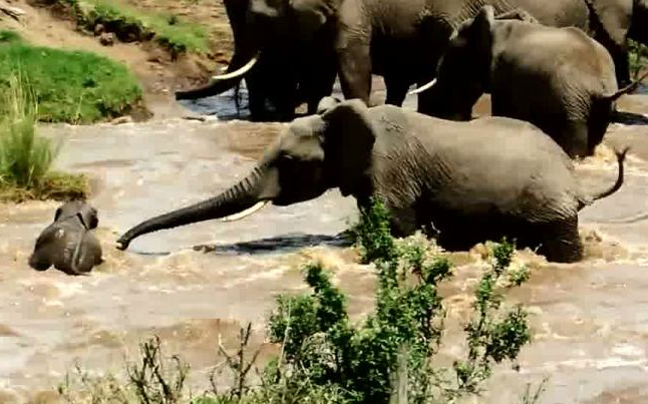 Κοπάδι ελεφάντων σώζει μικρό που πνίγεται