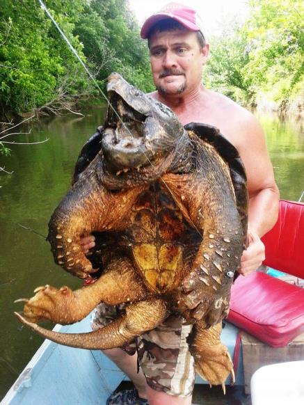 Προϊστορική χελώνα-αλιγάτορας εντοπίστηκε στις ΗΠΑ