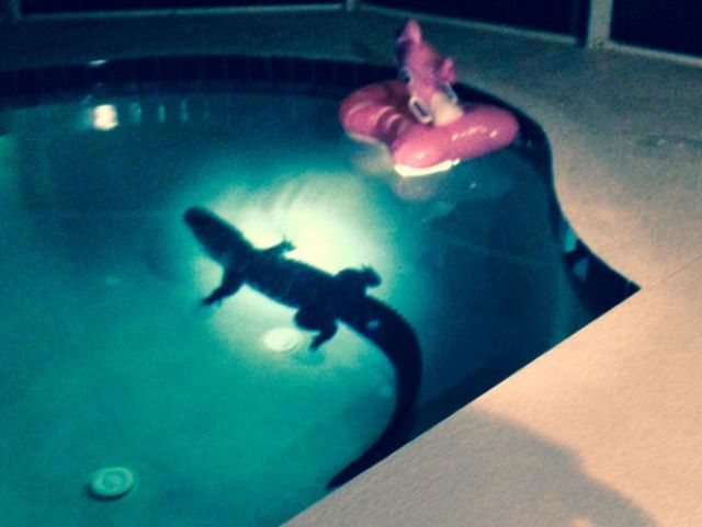Βρήκαν στην πισίνα τους έναν… αλιγάτορα